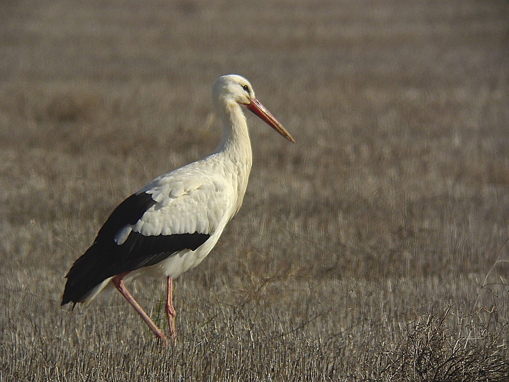 White Stork - Jesús Laborda