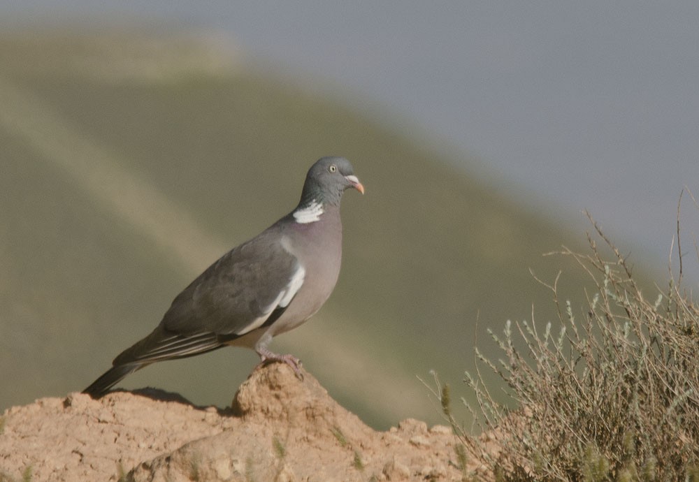 Common Wood-Pigeon (White-necked) - ML206095641