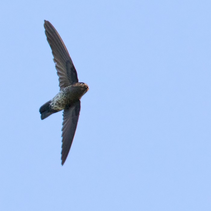 Plume-toed Swiftlet - Lars Petersson | My World of Bird Photography