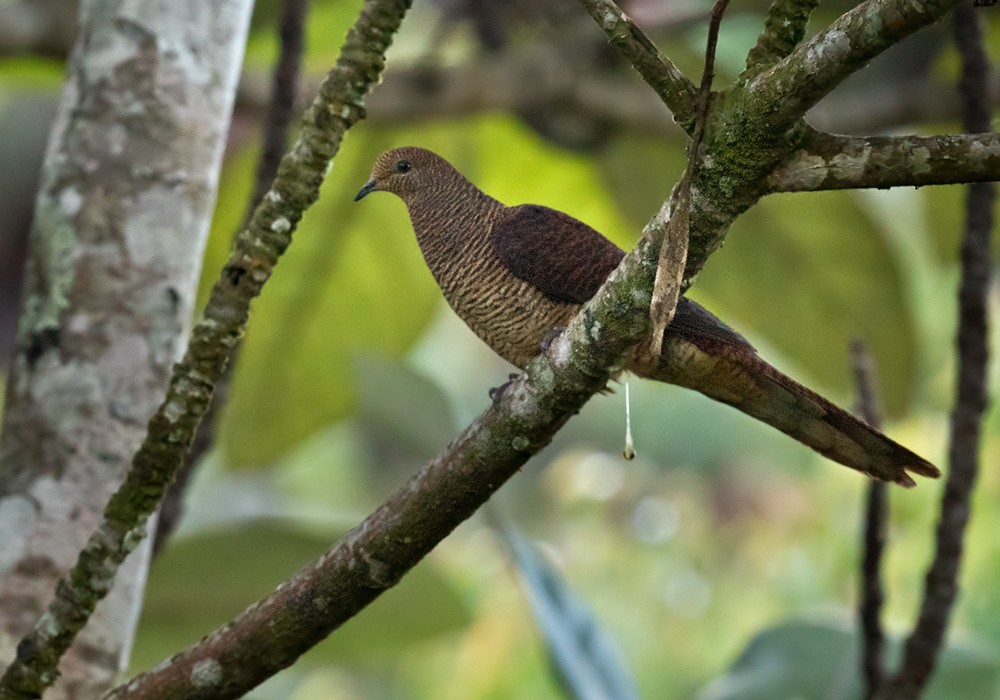 Barred Cuckoo-Dove - Lars Petersson | My World of Bird Photography