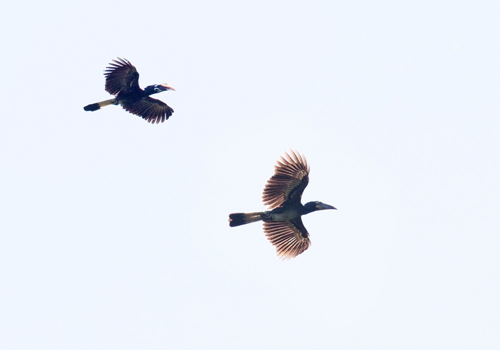 Bushy-crested Hornbill - Lars Petersson | My World of Bird Photography