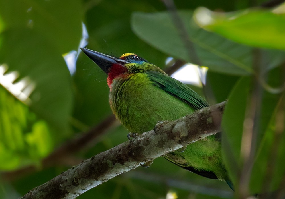Red-throated Barbet - ML206095951