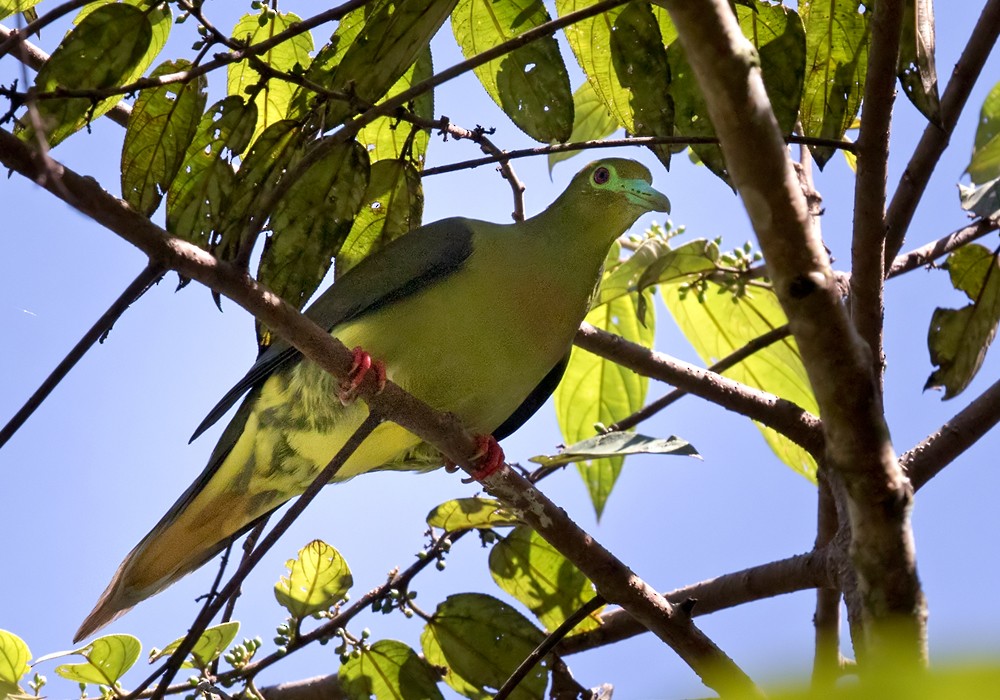 Sumatran Green-Pigeon - ML206096001