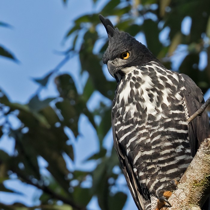 Blyth's Hawk-Eagle - Lars Petersson | My World of Bird Photography