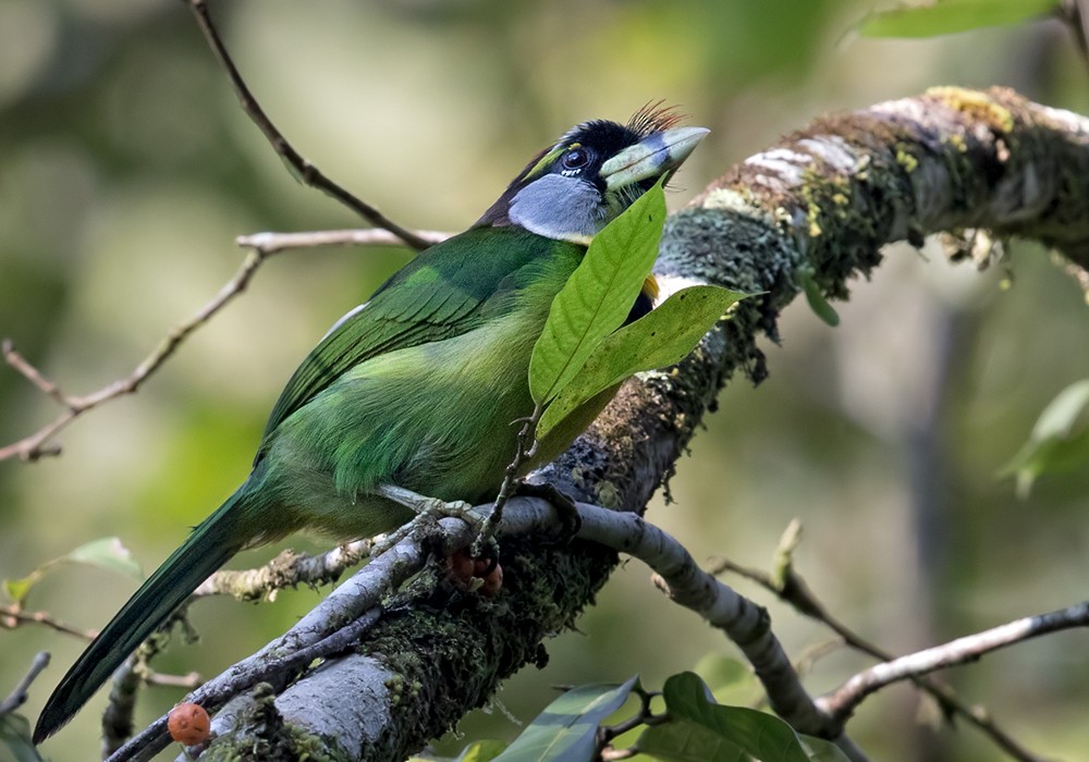 Fire-tufted Barbet - ML206096071