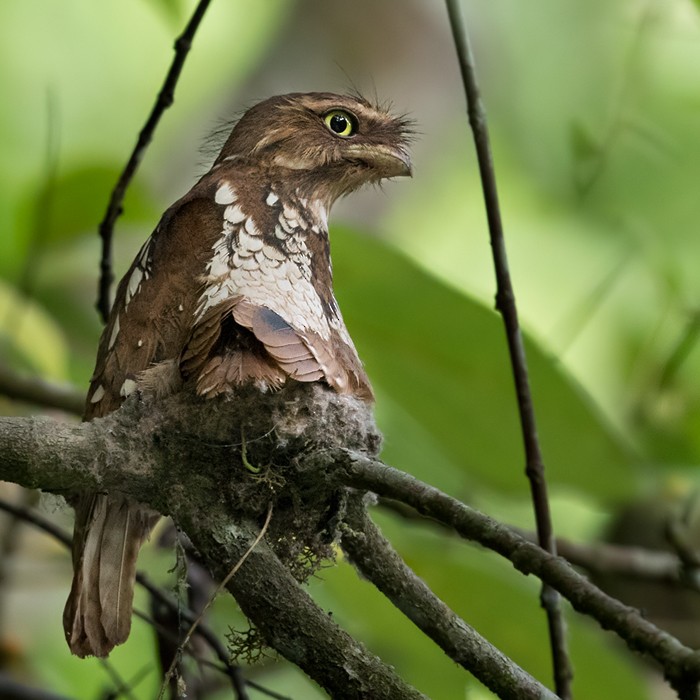 Tawny Frogmouth Skeleton