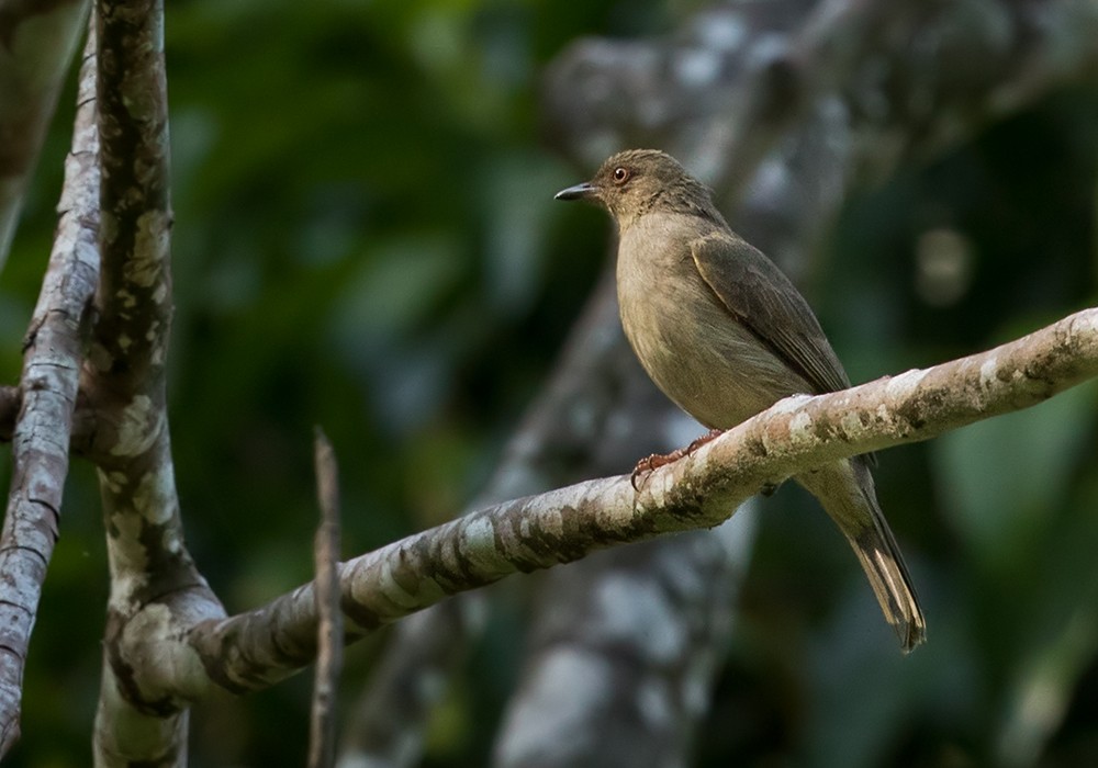Red-eyed Bulbul - Lars Petersson | My World of Bird Photography