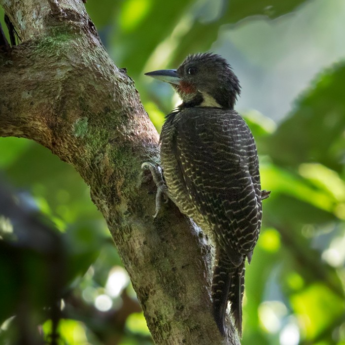 Buff-necked Woodpecker - Lars Petersson | My World of Bird Photography