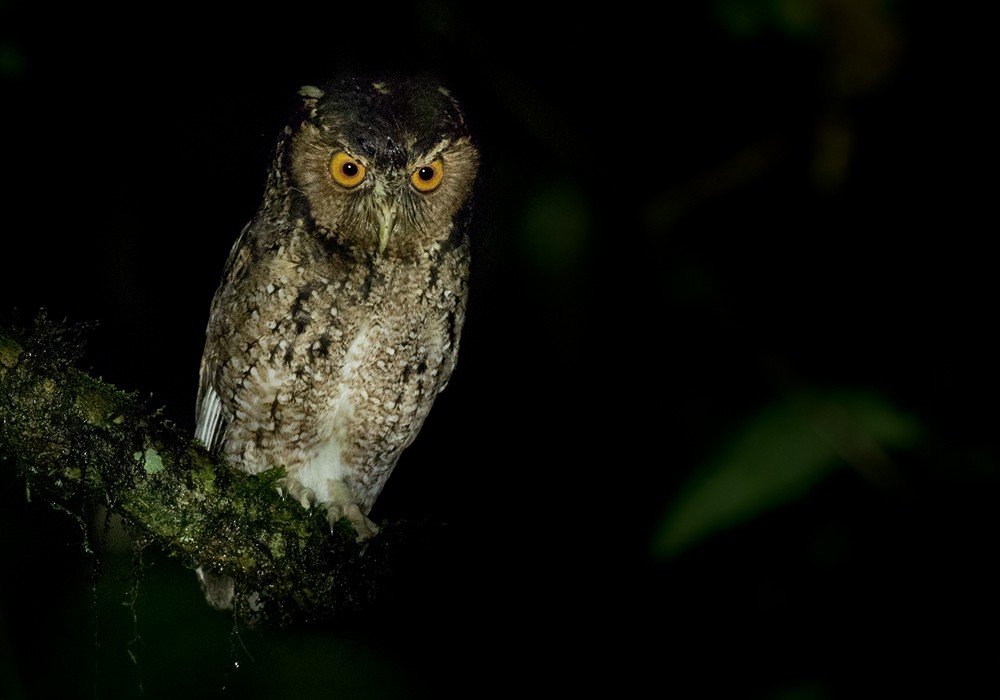 Rajah Scops-Owl (Sumatran) - ML206096201
