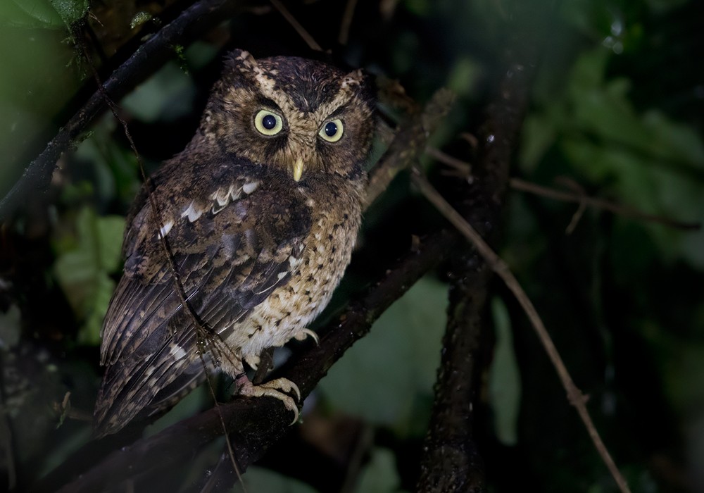 Mountain Scops-Owl - Lars Petersson | My World of Bird Photography