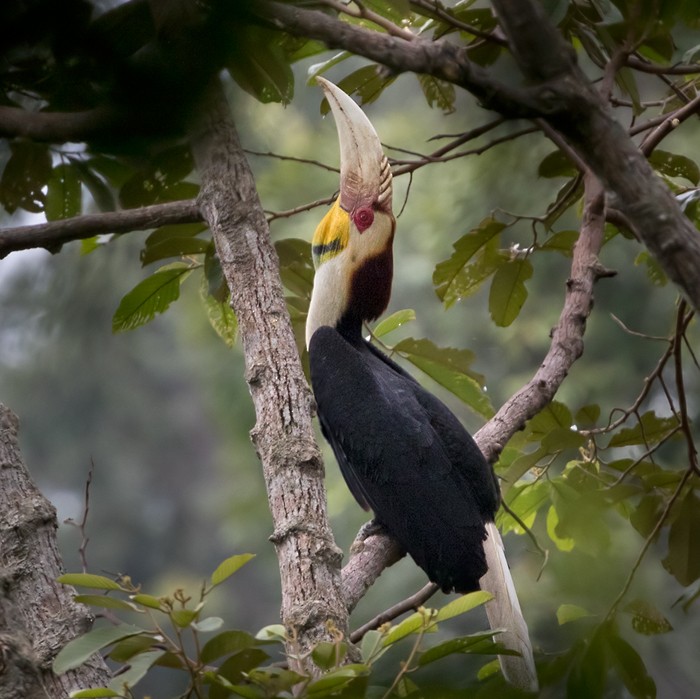 Wreathed Hornbill - Lars Petersson | My World of Bird Photography