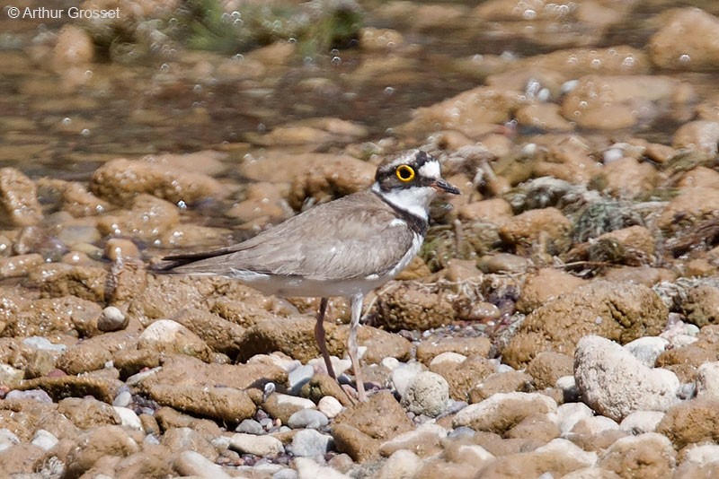 Little Ringed Plover (curonicus) - ML206096341