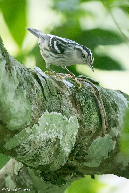 Black-and-white Warbler - ML206096791