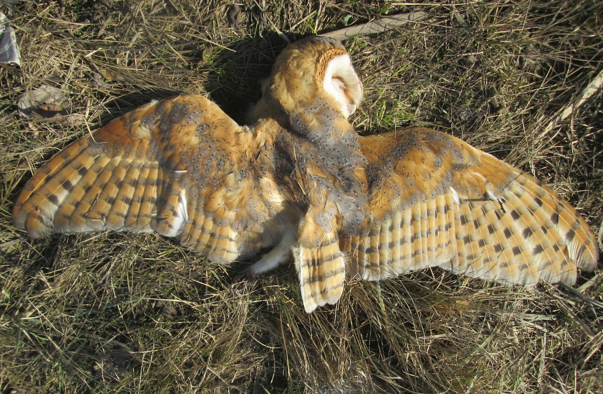 Barn Owl (Eurasian) - Tamas Zeke