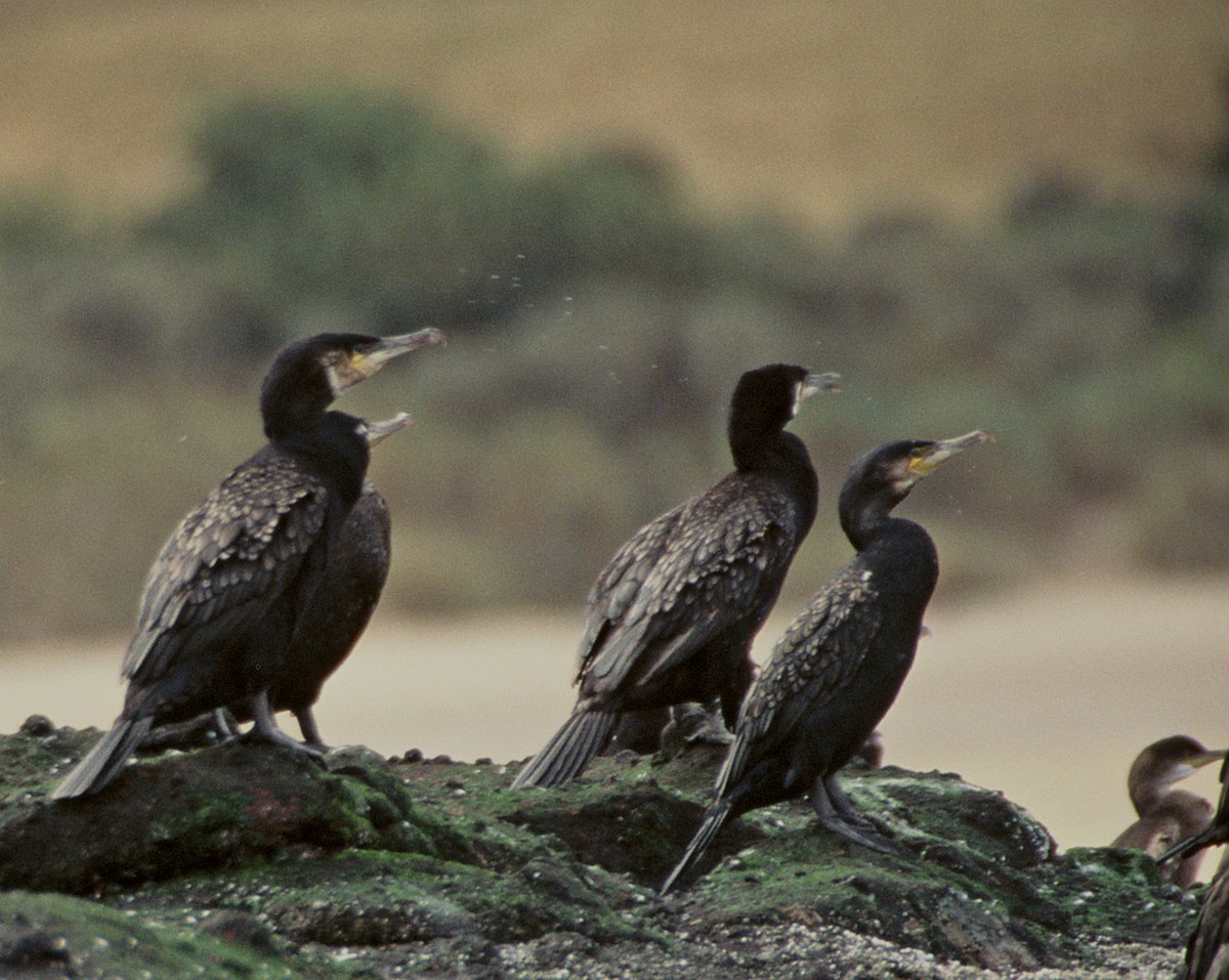 Great Cormorant (North Atlantic) - Tamas Zeke