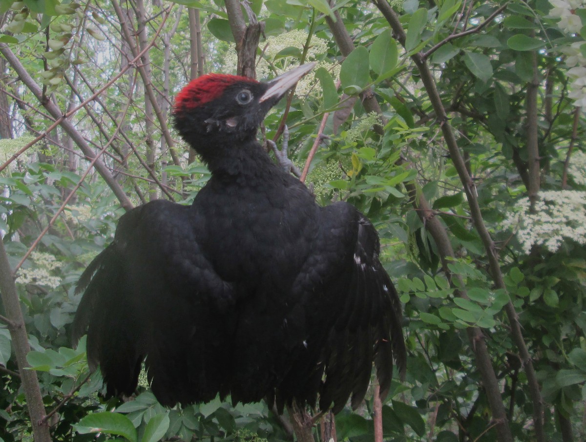 Black Woodpecker - Tamas Zeke