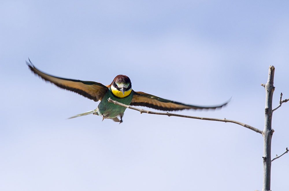European Bee-eater - ML206098121