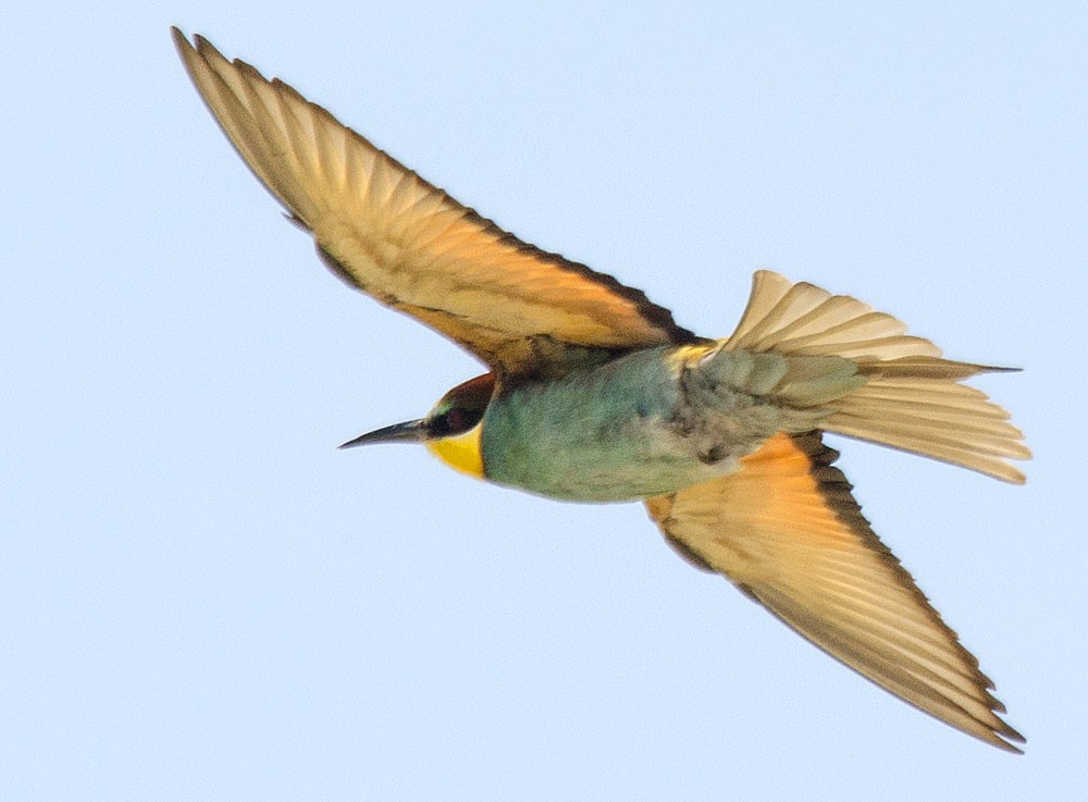 European Bee-eater - ML206098171