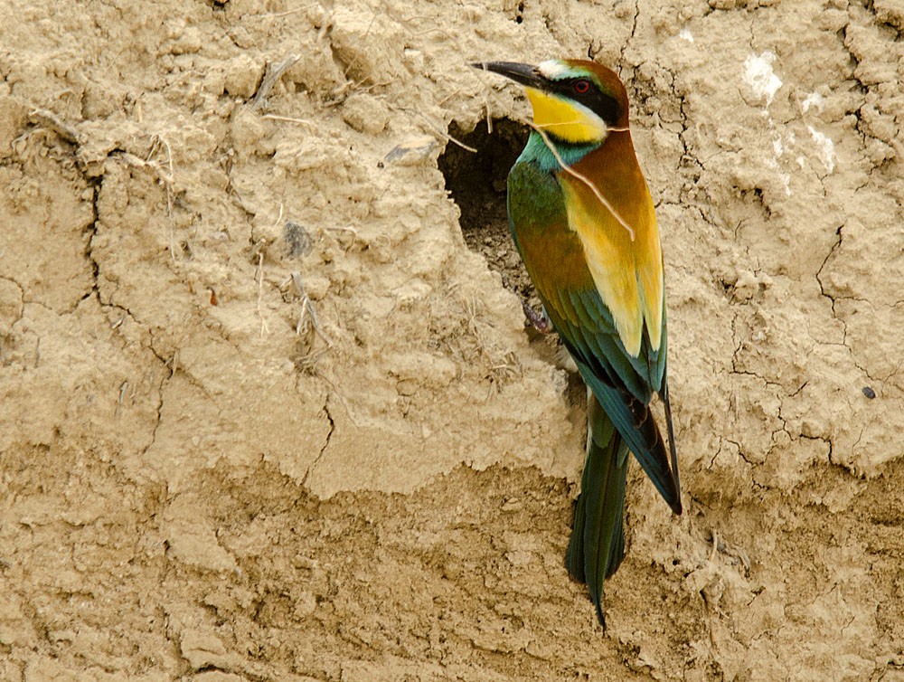 European Bee-eater - Jesús Laborda