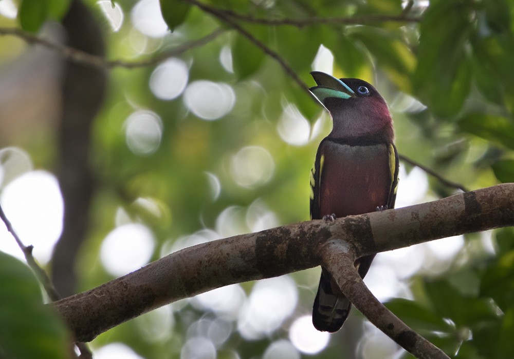 Banded Broadbill (Banded) - Lars Petersson | My World of Bird Photography