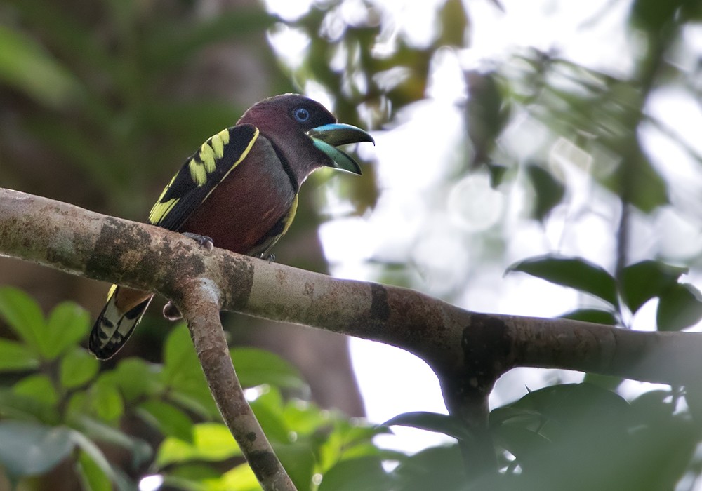 Banded Broadbill (Banded) - Lars Petersson | My World of Bird Photography