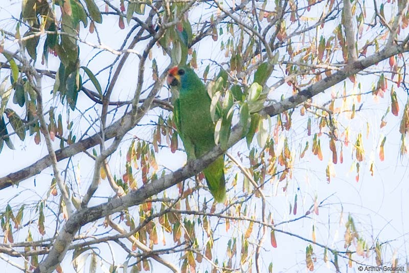 Red-browed Parrot - ML206098691