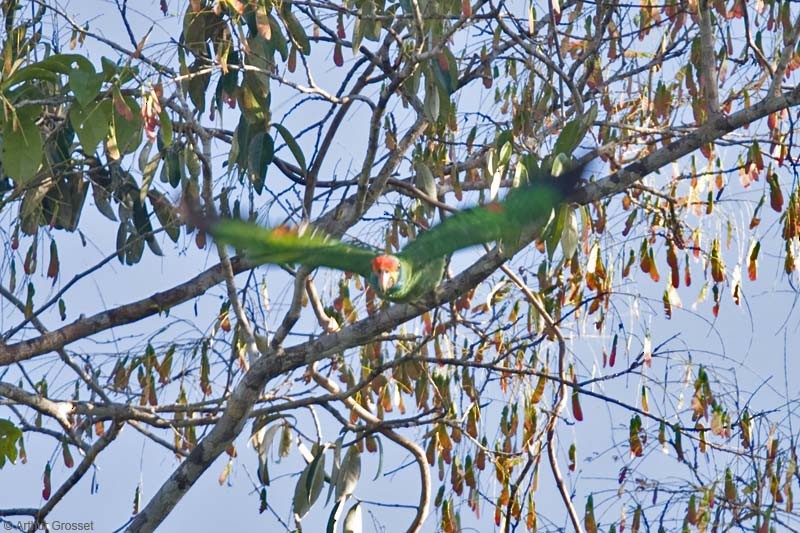 Red-browed Parrot - ML206098701