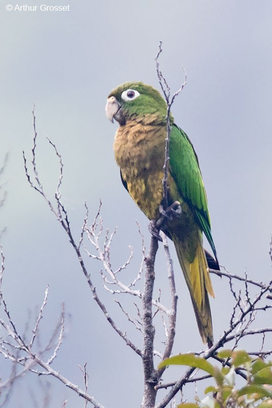 Olive-throated Parakeet (Aztec) - ML206099111