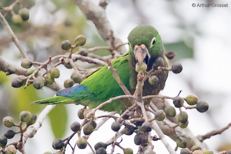 Olive-throated Parakeet (Aztec) - ML206099131