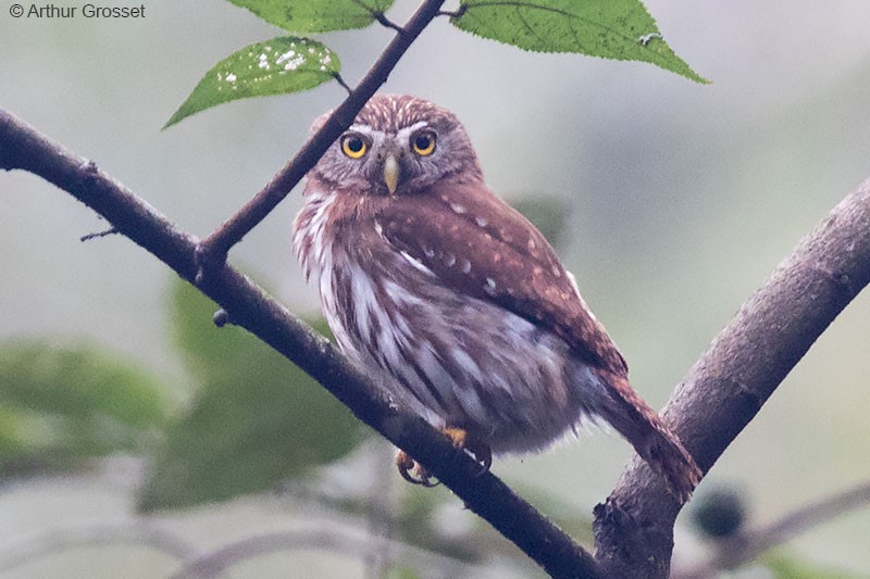 Ferruginous Pygmy-Owl (Ferruginous) - Arthur Grosset