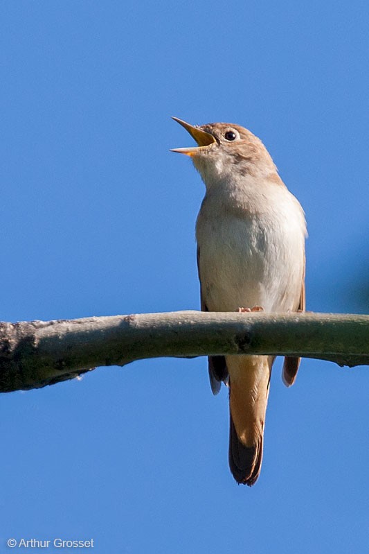 Common Nightingale (megarhynchos/africana) - Arthur Grosset