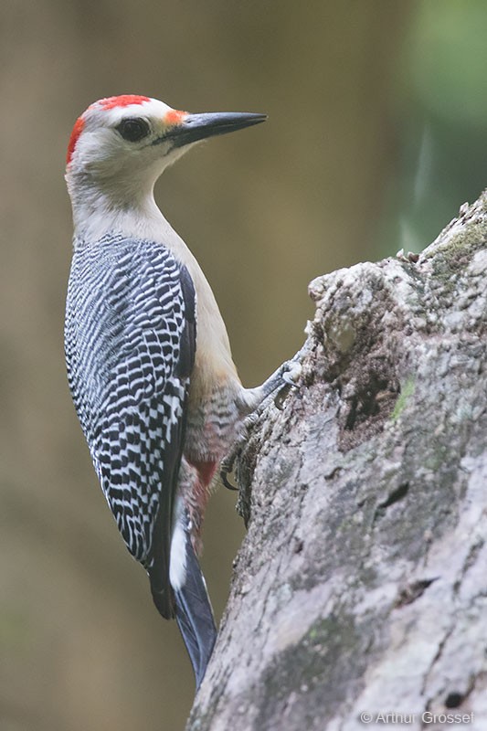 Golden-fronted Woodpecker (Velasquez's) - ML206099601