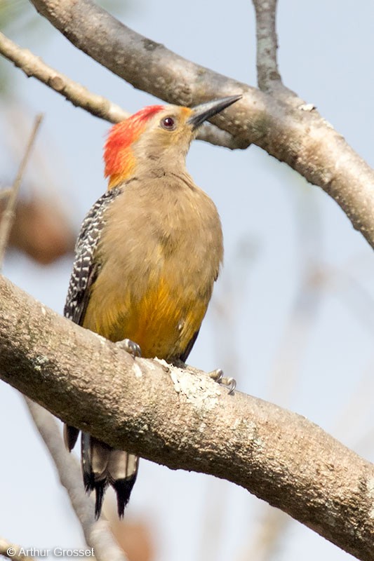 Golden-fronted Woodpecker (Velasquez's) - Arthur Grosset