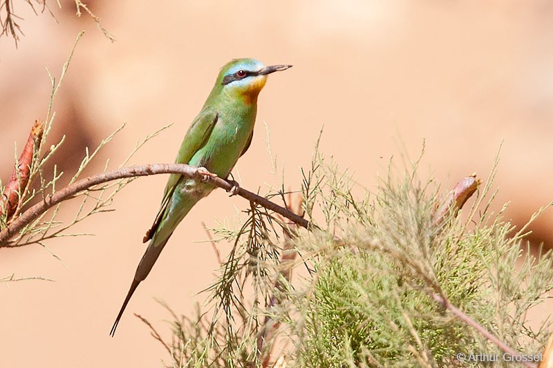 Blue-cheeked Bee-eater - Arthur Grosset