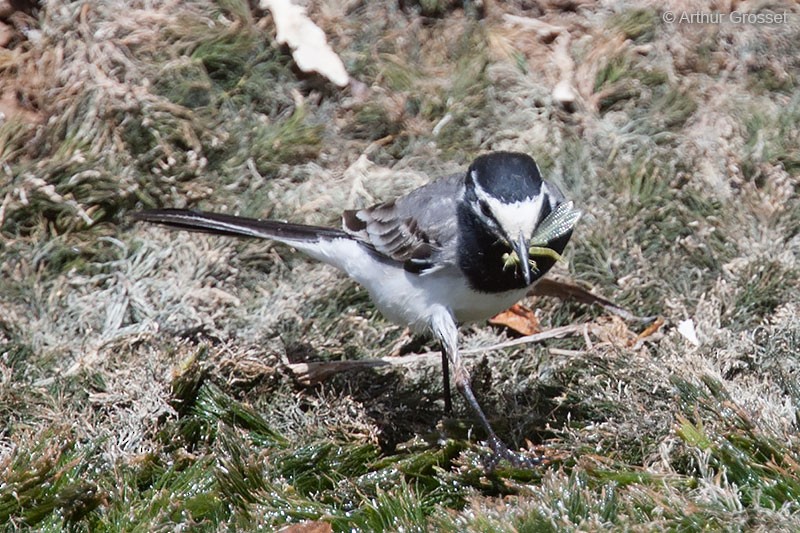 White Wagtail (Moroccan) - Arthur Grosset