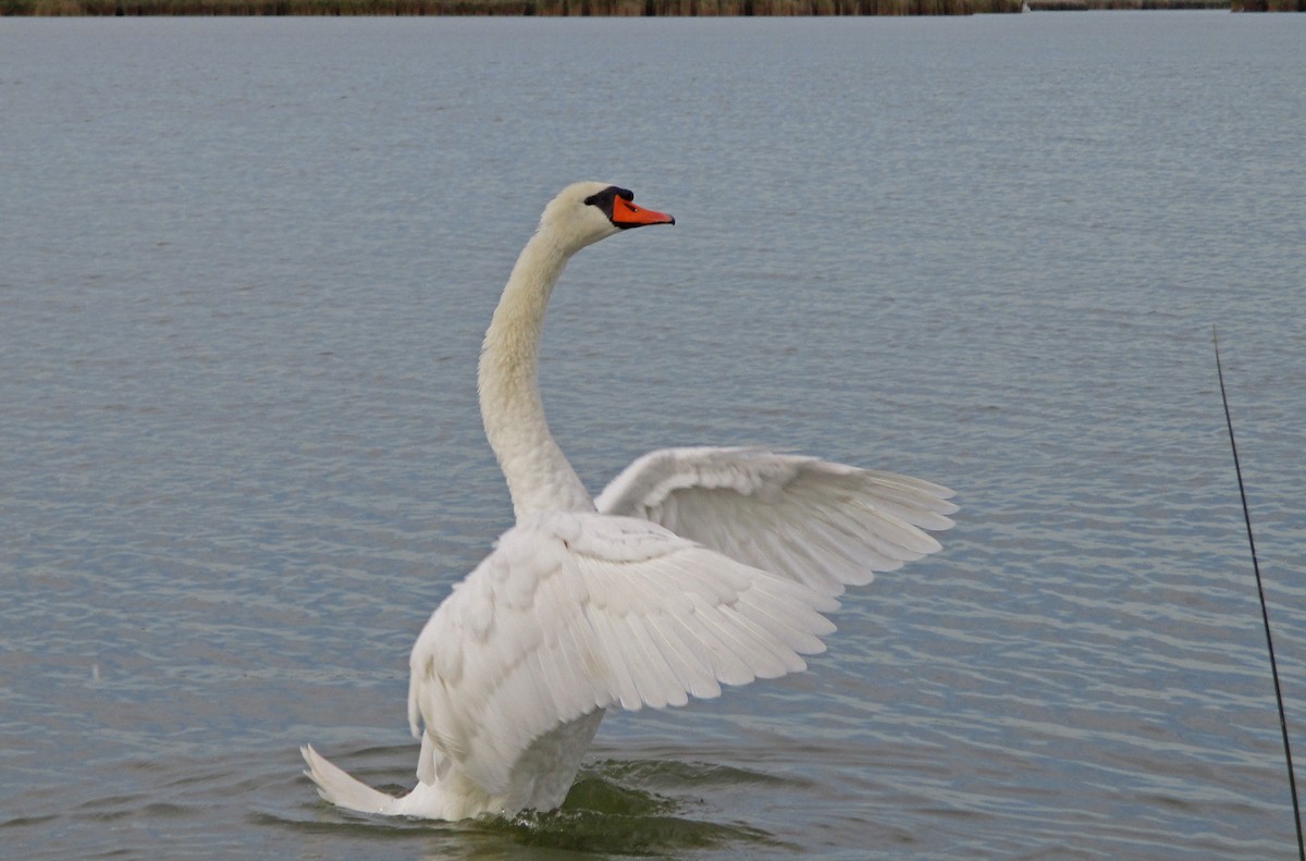 Mute Swan - Tamas Zeke