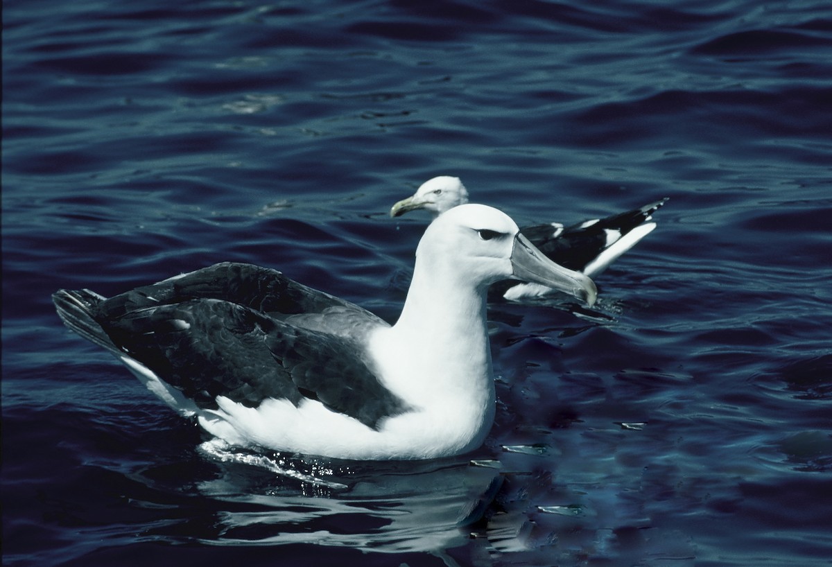 White-capped Albatross (steadi) - Zsuzsanna Guba