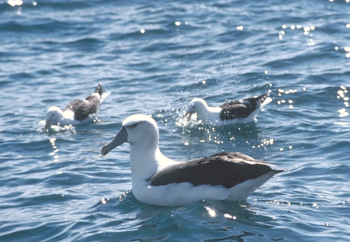 White-capped Albatross (steadi) - Zsuzsanna Guba