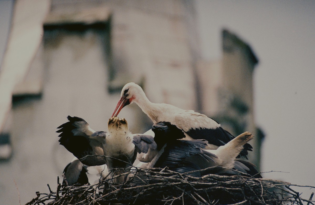 White Stork - Zsuzsanna Guba