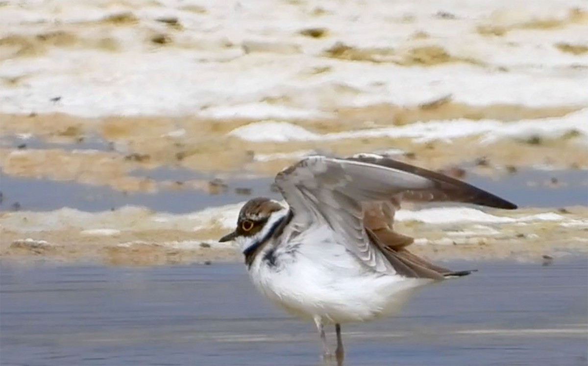 Little Ringed Plover (curonicus) - Jesús Laborda
