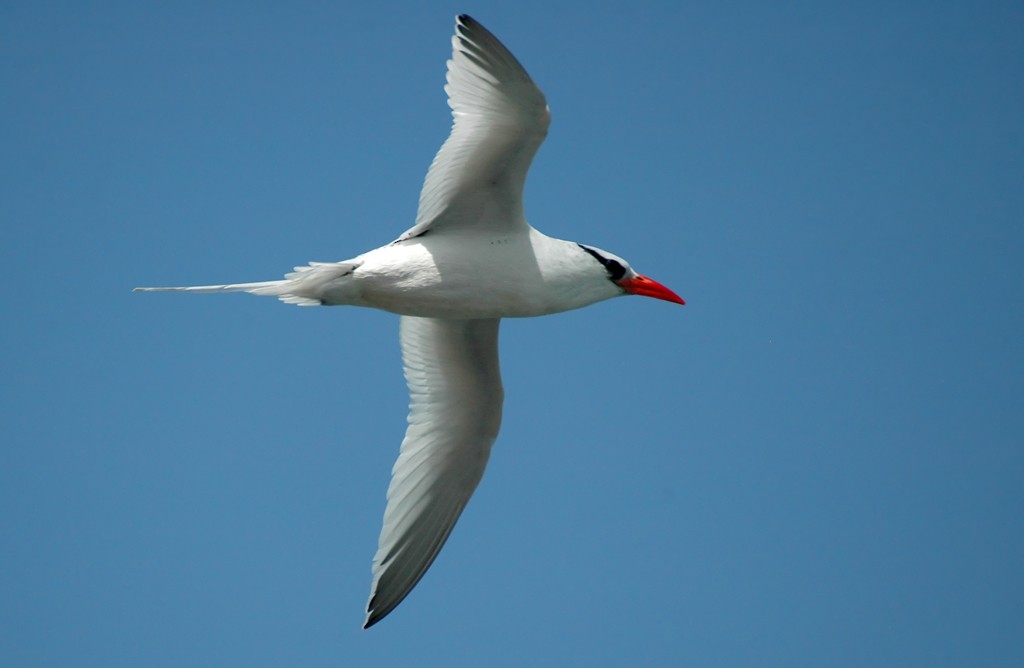 Red-billed Tropicbird - Augusto Faustino