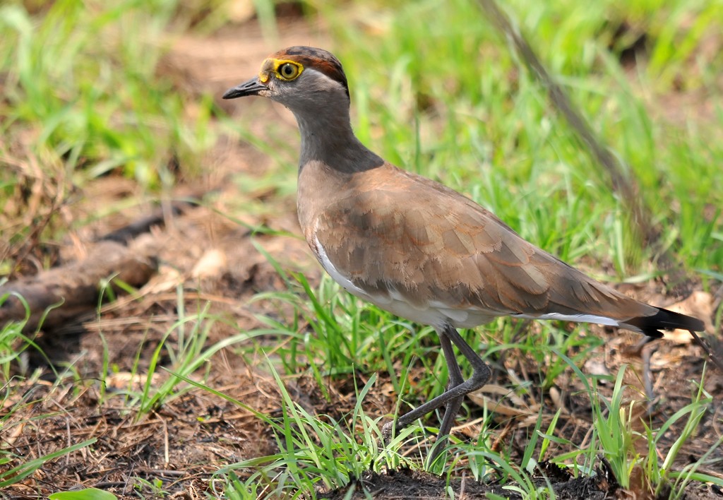 Brown-chested Lapwing - ML206100901