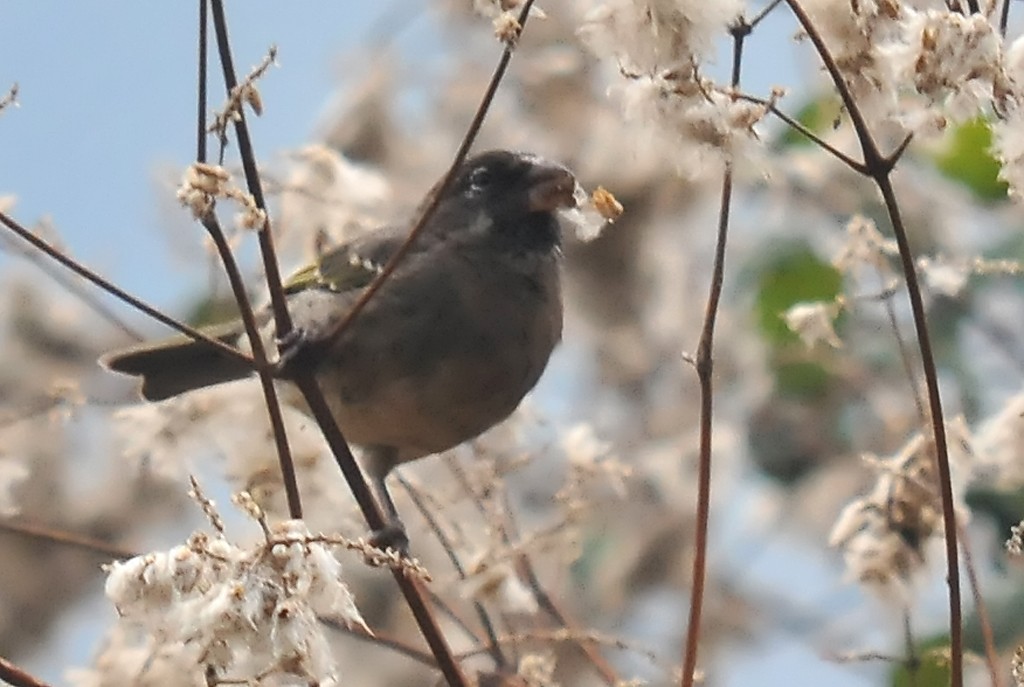 Thick-billed Seedeater - Augusto Faustino