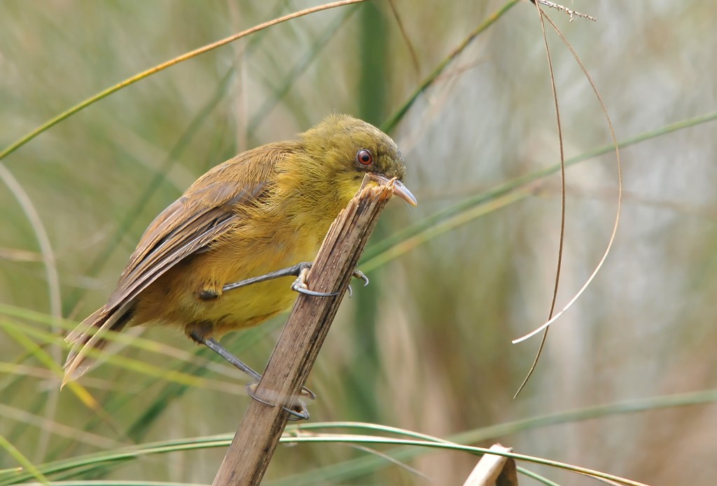 Papyrus Yellow-Warbler (Papyrus) - Augusto Faustino