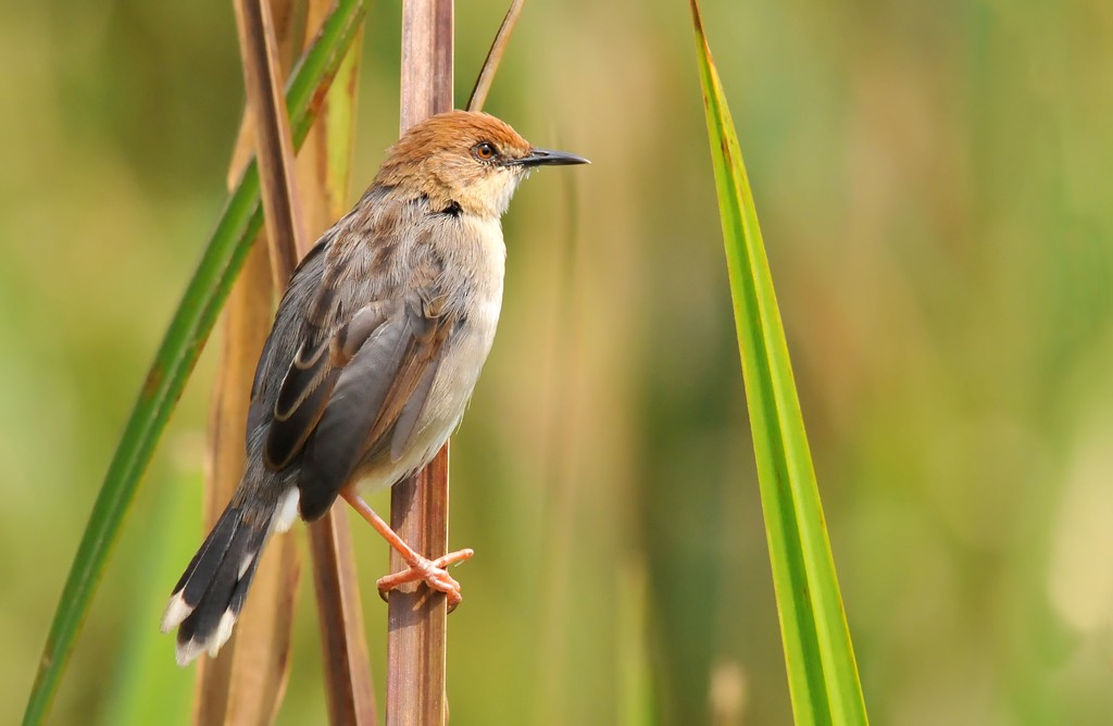 Carruthers's Cisticola - ML206101131