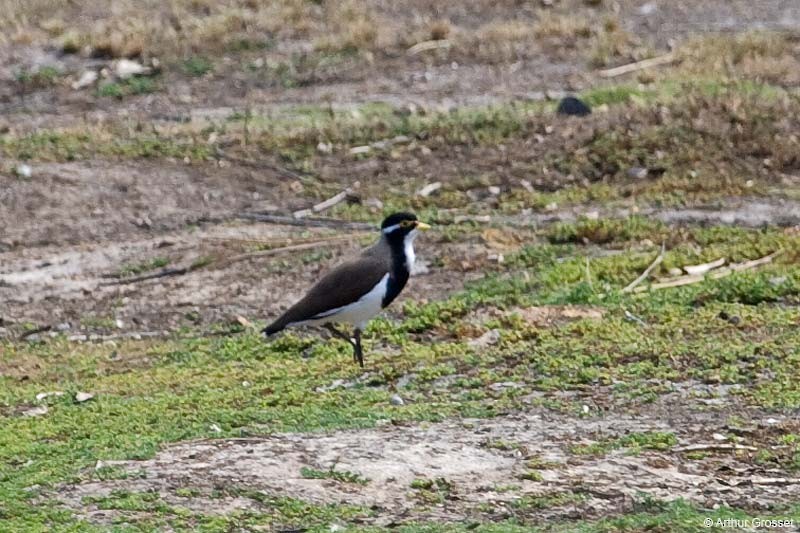 Banded Lapwing - ML206101211