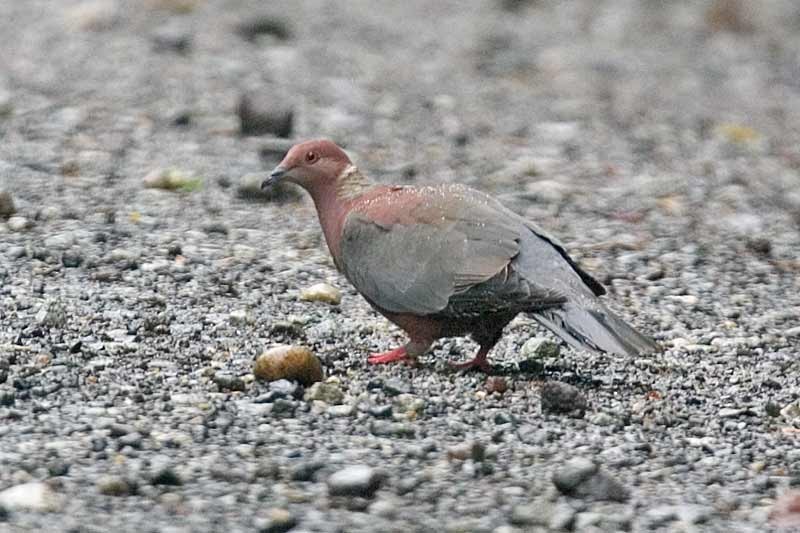 Chilean Pigeon - Arthur Grosset