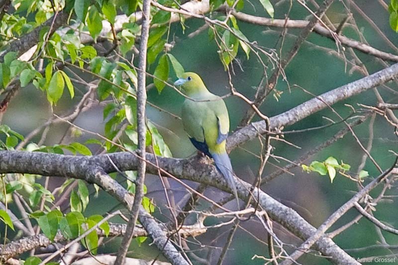 Pin-tailed Green-Pigeon - ML206101281