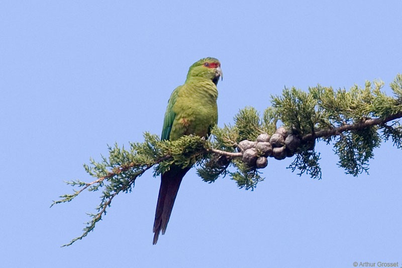 Slender-billed Parakeet - Arthur Grosset