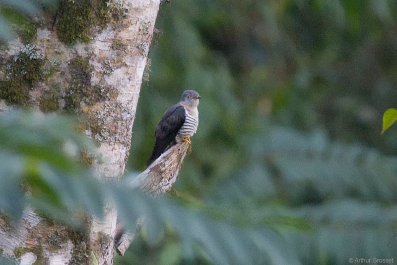 Himalayan Cuckoo - Arthur Grosset
